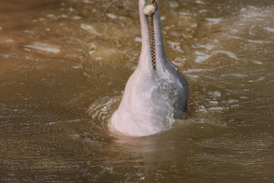 Delfin
