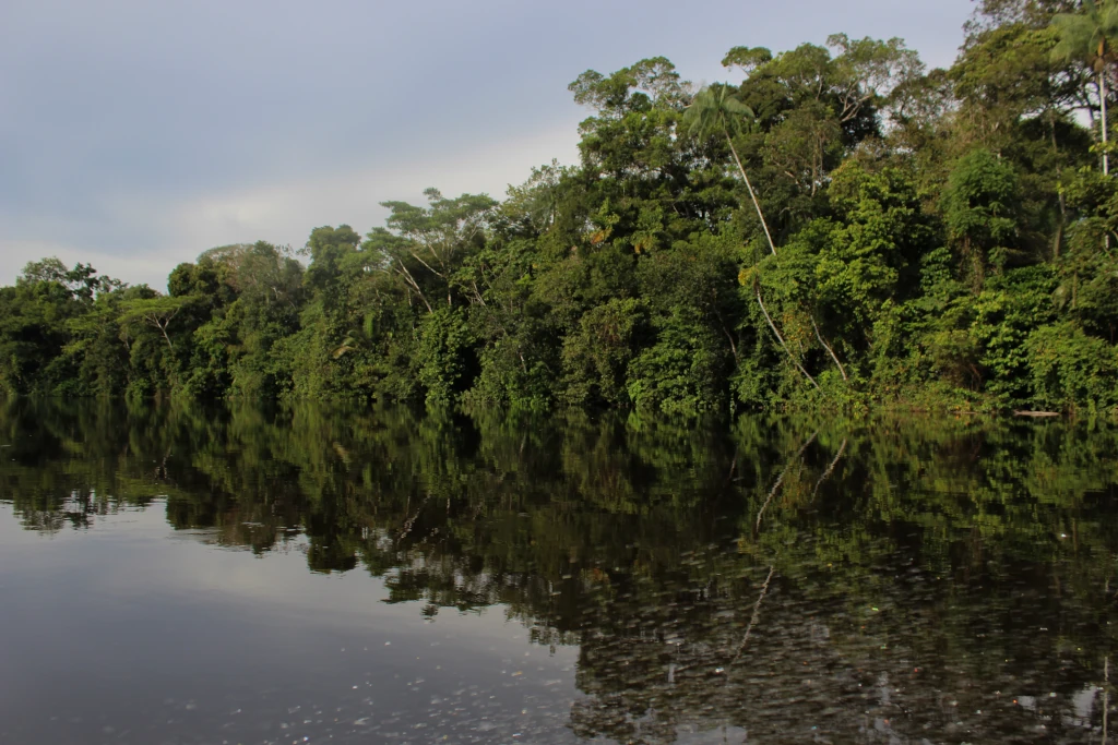 Bosque
