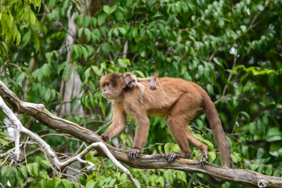 Monos