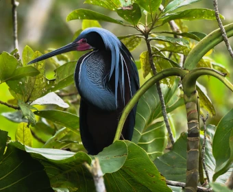 Naturaleza