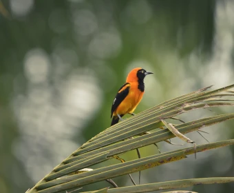 Naturaleza